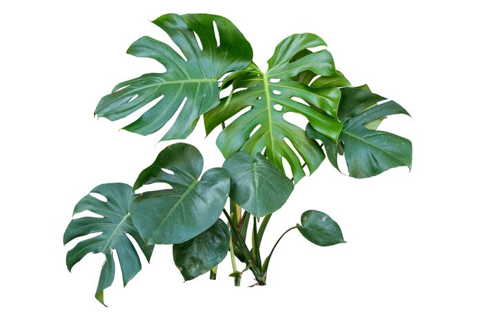 Fototapete Monstera Pflanze auf weißem Hintergrund