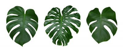 Monstera Pflanze Blätter, die tropische immergrüne Reben isoliert auf weißem Hintergrund, Clipping-Pfad enthalten