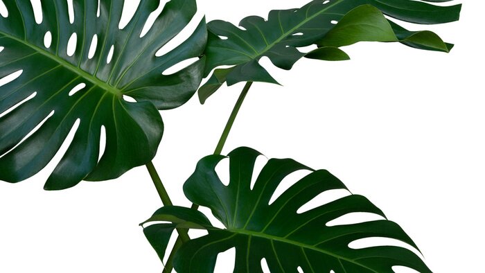 Fototapete Monstera Pflanze mit Löchern