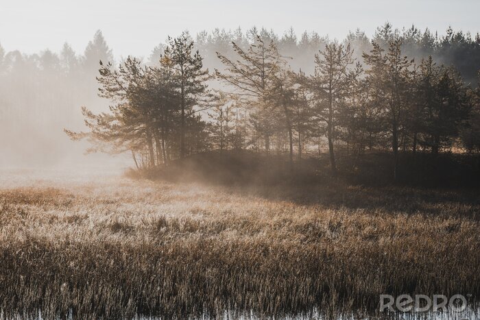 Fototapete Moody Filtered Image of Misty Morning at Lake in Autumn