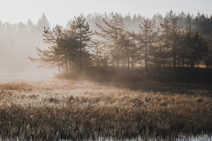 Fototapete Moody Filtered Image of Misty Morning at Lake in Autumn