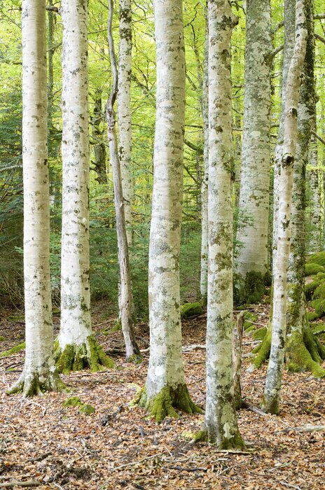 Fototapete Moos auf Birken