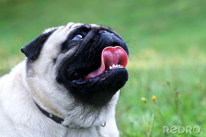 Fototapete Mops Hund. Nahaufnahme Gesicht. Offener Mund und rote Zunge zeigen