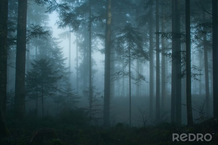 Fototapete Morgen im Fichtenwald
