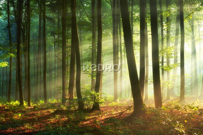 Fototapete Morgen im nebligen Wald natürliche Landschaft