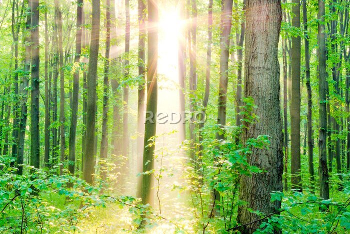 Fototapete Morgen Sonnenstrahlen im Sommer in den Wald.