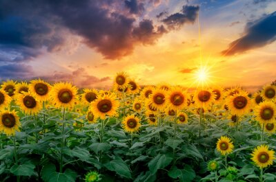 Fototapete Morgen über einem Sonnenblumenfeld