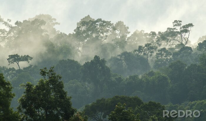Fototapete Morgendämmerung im Dschungel