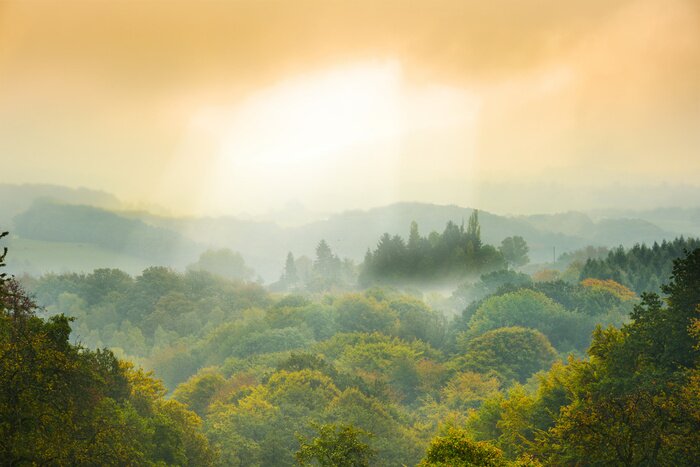 Fototapete Morgengrauen über Dschungellandschaft