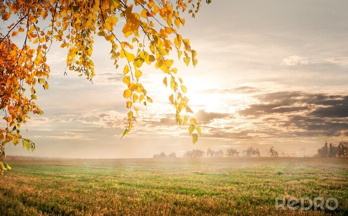 Fototapete Morgennatur