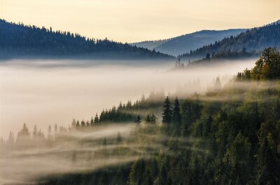 Fototapete Morgennebel über einem Fichtenwald