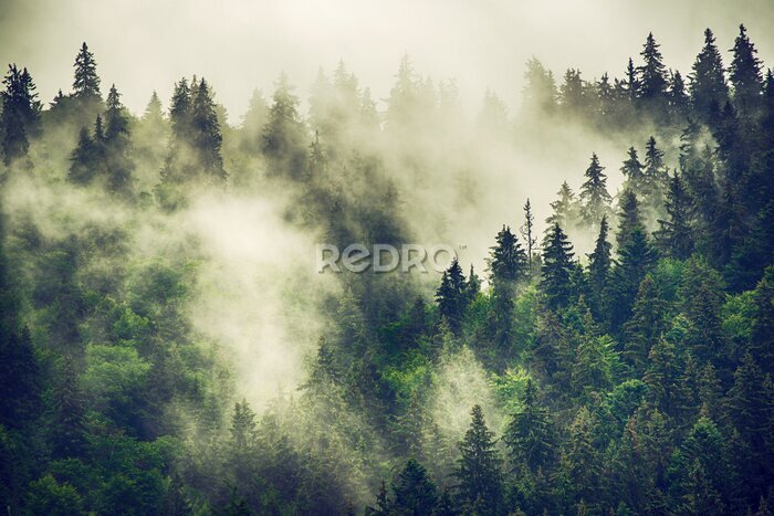 Fototapete Morgennebel über hohen Nadelbäumen