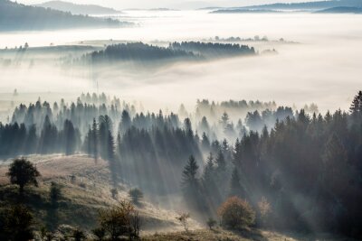 Fototapete Morgennebel und wald in der sonne