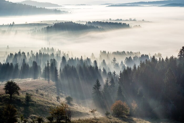 Fototapete Morgennebel und wald in der sonne