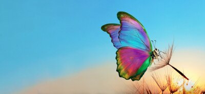 Fototapete Morpho-Schmetterling auf Löwenzahnsamen