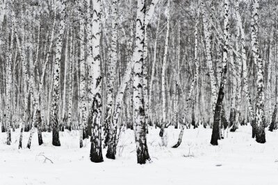 Fototapete Motiv mit Birken im Schnee