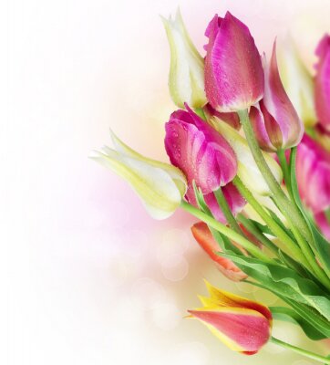 Fototapete Motiv mit Frühlingsblumen