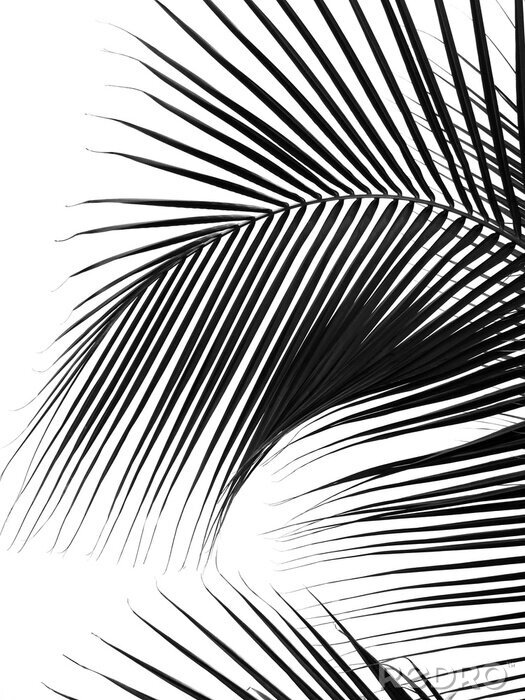 Fototapete Motiv schwarz-weiß mit Palmenblatt