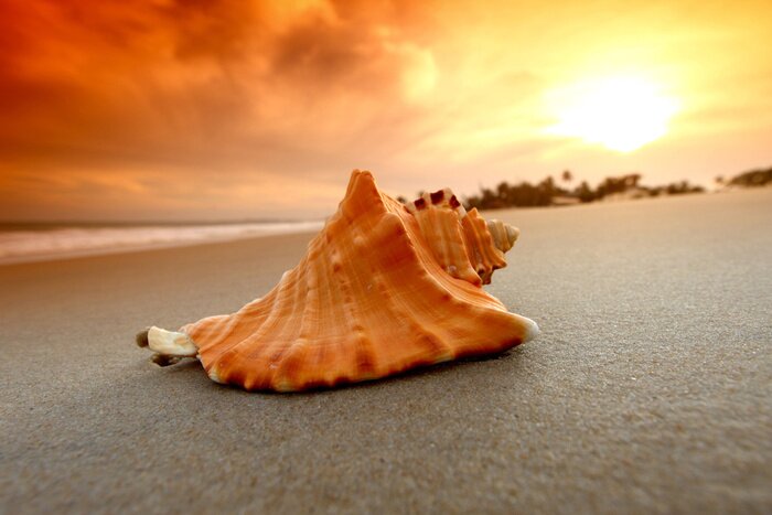 Fototapete Muschel und Natur