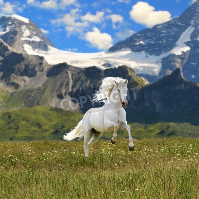 Fototapete Mustang in den bergen