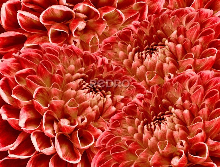Fototapete Muster mit roten Blumen