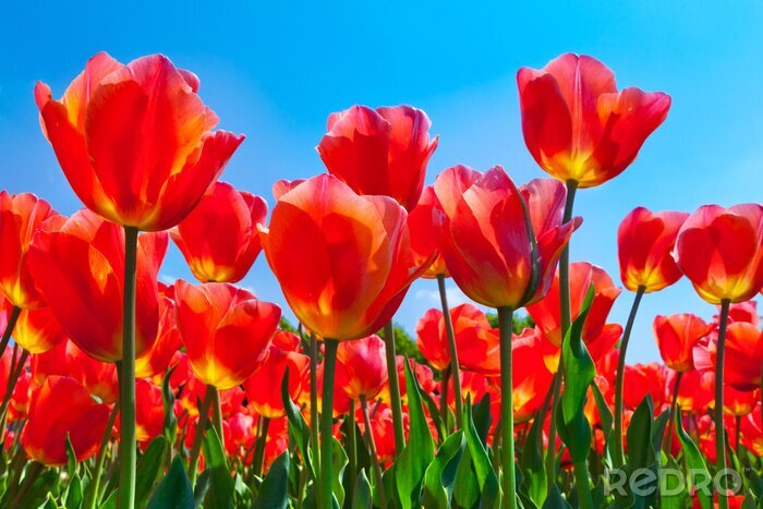 Fototapete Muster mit roten Blumen