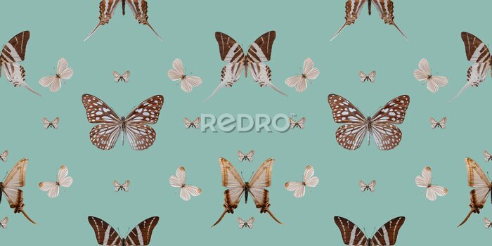 Fototapete Muster mit Schmetterlingen im Vintage-Stil