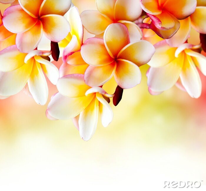 Fototapete Muster mit tropischen Blumen