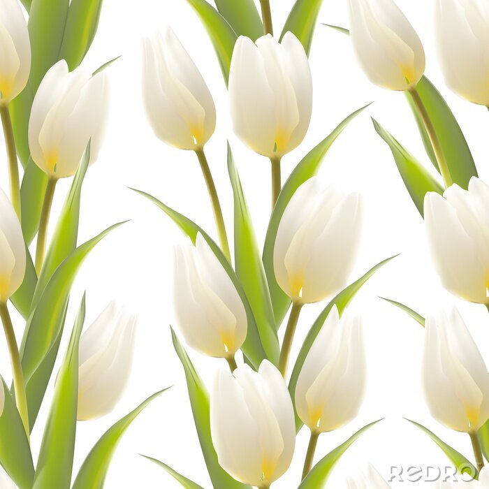 Fototapete Muster mit weißen Tulpen