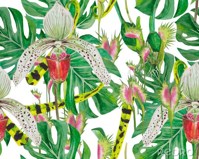 Fototapete Musterblätter von Monstern und Orchideen, gut angelegt, geeignet zum Bedrucken von Stoff, Papier. Hintergrund - weiß