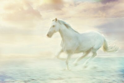Fototapete Mythisches weißes Pferd