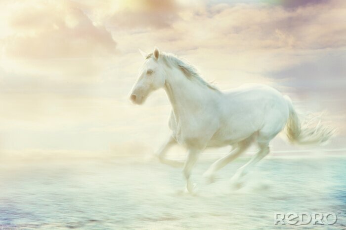 Fototapete Mythisches weißes Pferd