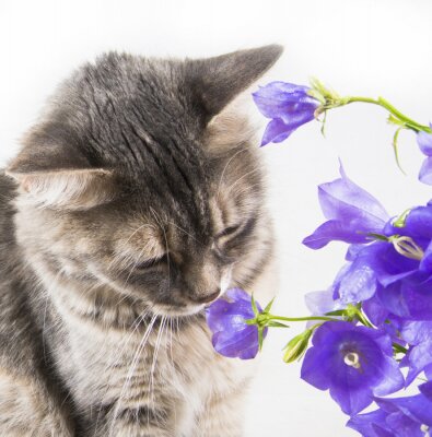 Fototapete nach violetten Blumen riechende Katze