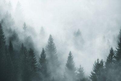 Fototapete Nadelbäume mit nebel im hintergrund