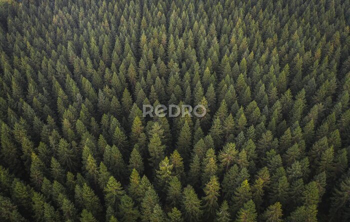 Fototapete Nadelwald aus der Luft