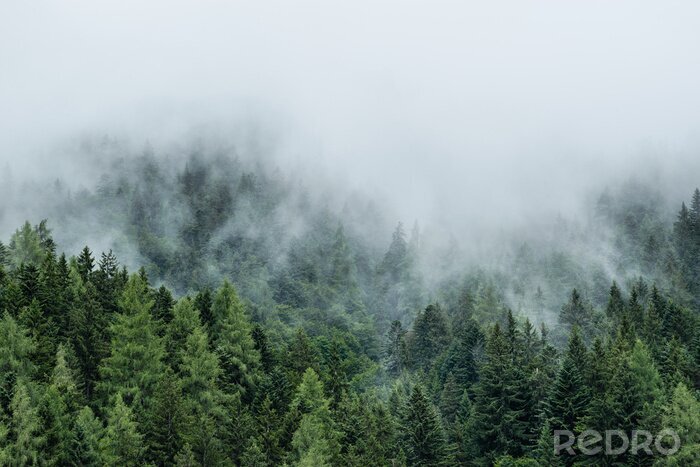 Fototapete Nadelwald im nebel