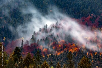 Nadelwald im Nebel, herbstliche Landschaft