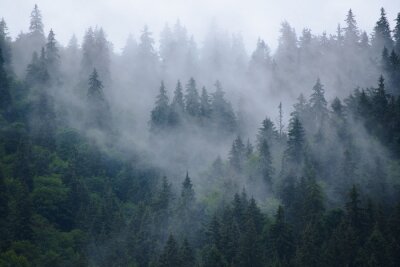 Nadelwald und nebel