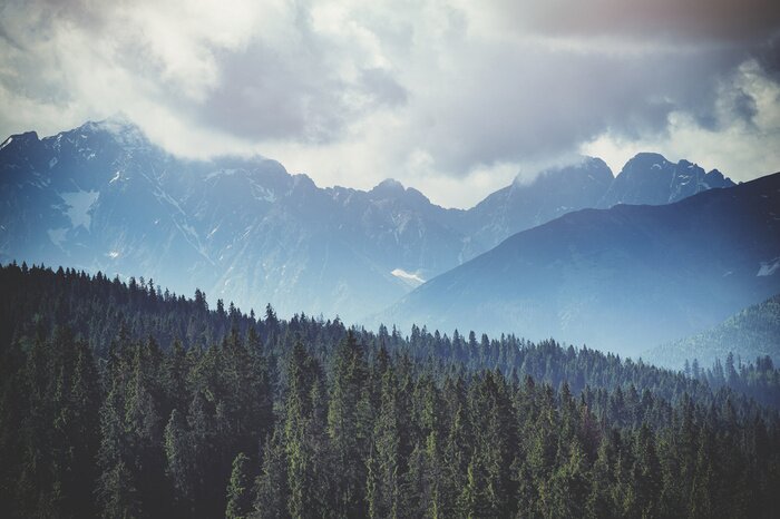 Fototapete Nadelwald unterhalb der berggipfel