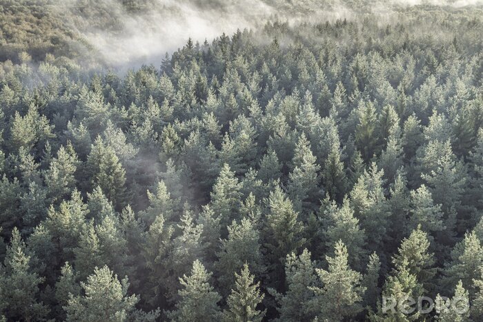 Fototapete Nadelwald von oben