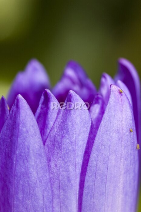 Fototapete Nahaufnahme Blütenblatt Lotus