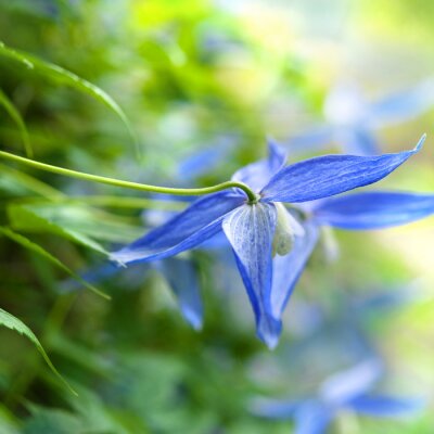 Fototapete Nahaufnahme der blauen Blume