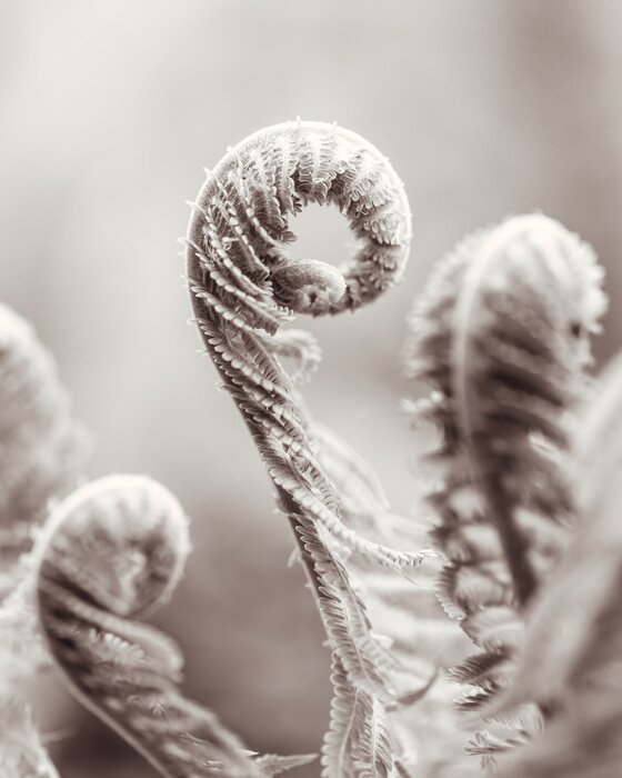Fototapete Nahaufnahme der Farne
