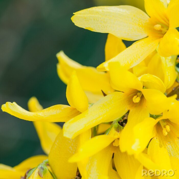Fototapete Nahaufnahme der gelben Blumen