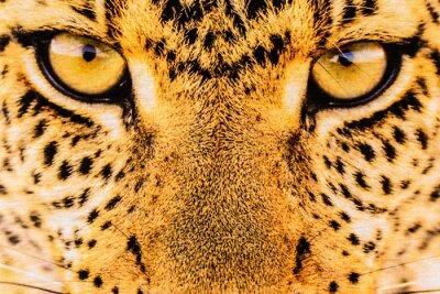 Fototapete Nahaufnahme der leopard-augen