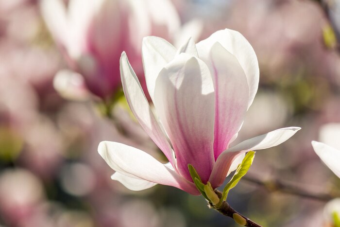 Fototapete Nahaufnahme der Magnolie