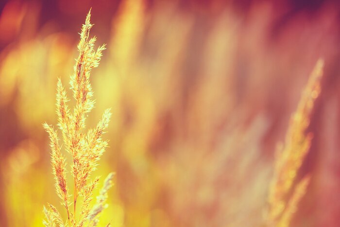 Fototapete Nahaufnahme der Natur