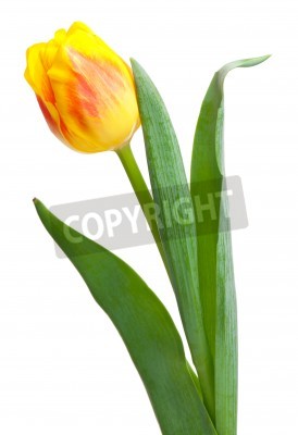 Fototapete Nahaufnahme einer gelben Tulpe