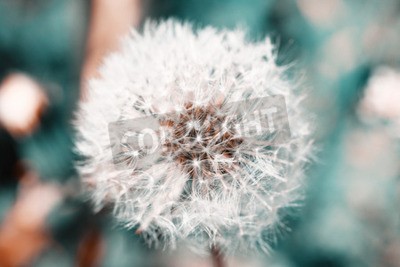 Fototapete Nahaufnahme einer Pusteblume