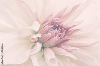 Fototapete Nahaufnahme einer rosa Blume